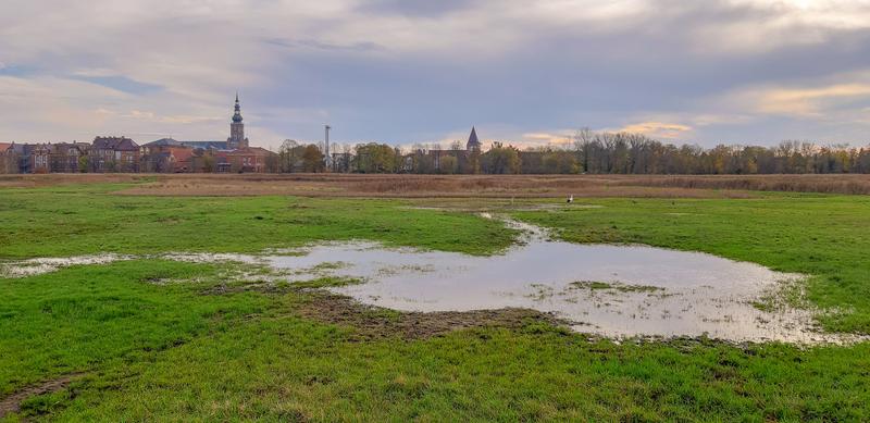 Salzwiesen bei Greifswald