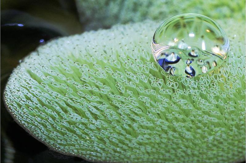 Auf dem Blatt des Schwimmfarns Salvinia molesta perlt ein Wassertropfen ab. Öl dagegen wird aufgesaugt und weitertransportiert. Dieser Salvinia-Effekt kann – übertragen auf spezielle Funktionstextilien – bei der Reinigung von Gewässeroberflächen helfen.