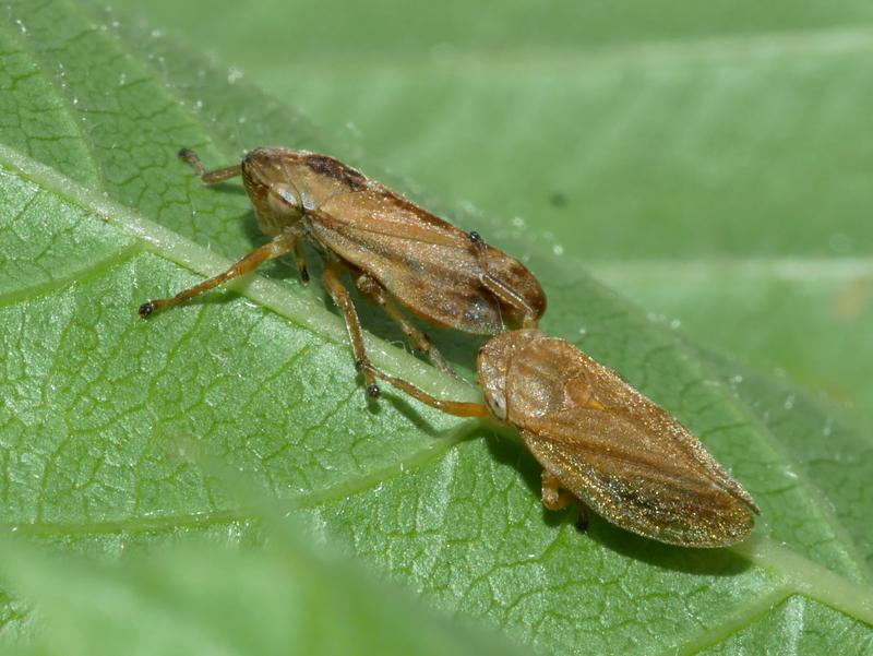 Die Wiesenschaumzikade Philaenus spumarius überträgt das auch für den Weinbau potenziell gefährliche Feuerbakterium Xylella fastidiosa.