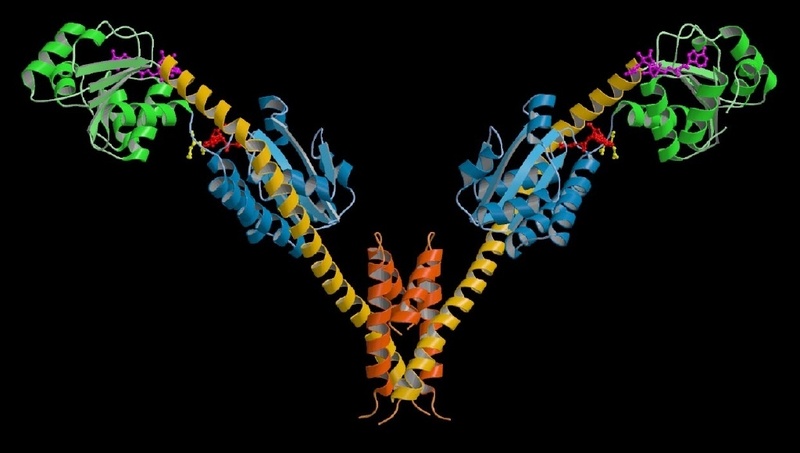 Struktur der Glutamyl-tRNA-Reduktase
