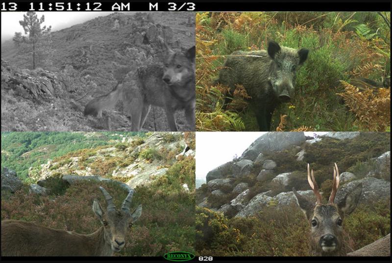 Kamerafallen, wie hier im Peneda-Gerês-Nationalpark in Portugal, sind wichtige Monitoring-Instrumente, um die Anwesenheit von Säugetierarten und anderen großen Tieren zu erfassen. Es gibt jedoch kein weltweites Monitoringprogramm für Kamerafallen.
