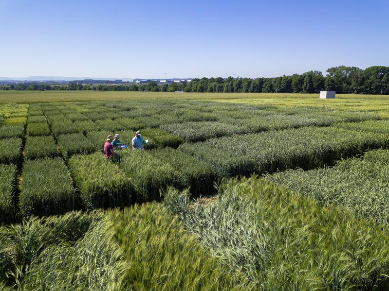 Produkte aus alten Getreidearten wie Einkorn erfreuen sich wachsender Beliebtheit. Doch Anbau und Verarbeitung des Urgetreides erfordern ein gewisses Know-how. Das bestätigt auch der vermutlich weltgrößte Einkorn-Versuch.