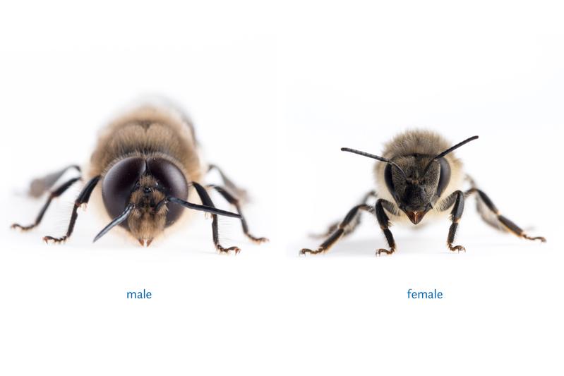 A comparison of male and female bees clearly shows the sexual dimorphism in the eyes: The male (left) has significantly larger compound eyes than the female (right), which is attributable to the different tasks of the eyes.