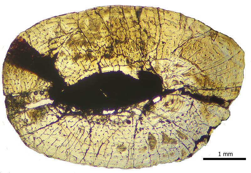 Histologisches Wachstum des Oberarmknochens von Aetosaurus ferratus. 