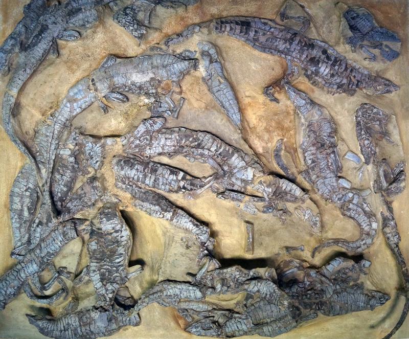 Die Ansammlung von Aetosaurus ferratus-Skeletten ausgestellt im Staatlichen Naturkundemuseum in Stuttgart. 
