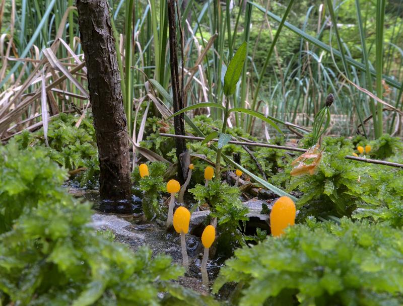 Der Sumpf-Haubenpilz (Mitrula paludosa) wurde von der Deutschen Gesellschaft für Myko­lo­gie zum "Pilz des Jahres 2023" bestimmt. 