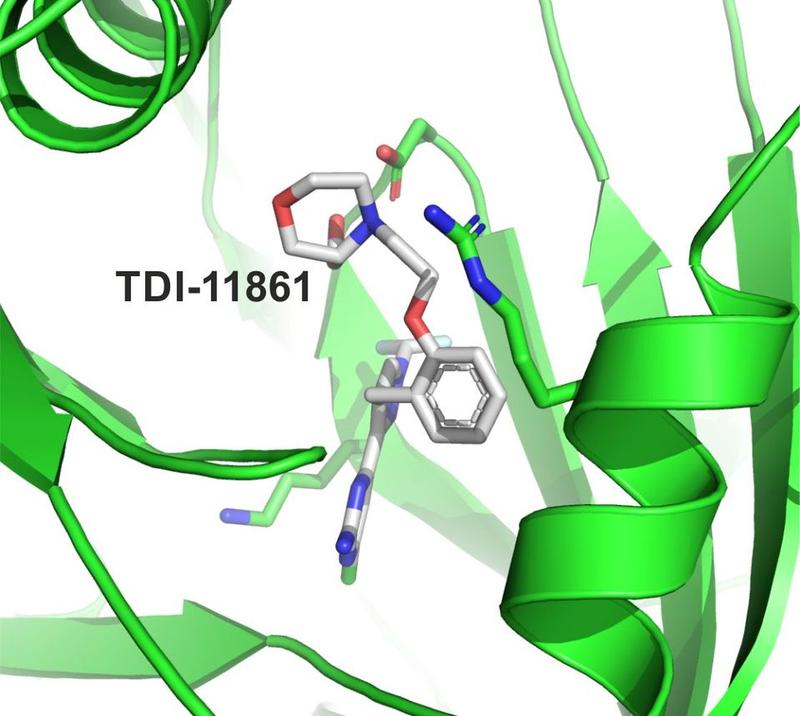 Der Wirkstoff TDI-11861 (grau) bindet in eine Tasche des sAC-Enzyms (grün) und blockiert dessen Aktivzentrum. © Clemens Steegborn.