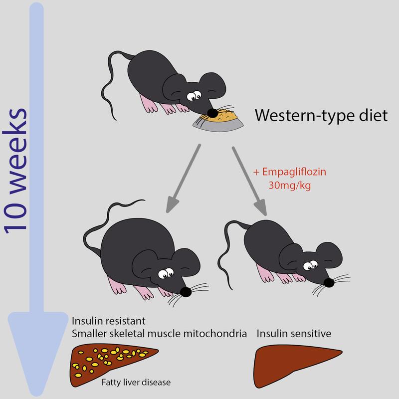Schematische Darstellung der ernährungsbedingten Stoffwechselfolgen bei Mäusen mit und ohne Empaglifozin. (c)B. Radlinger