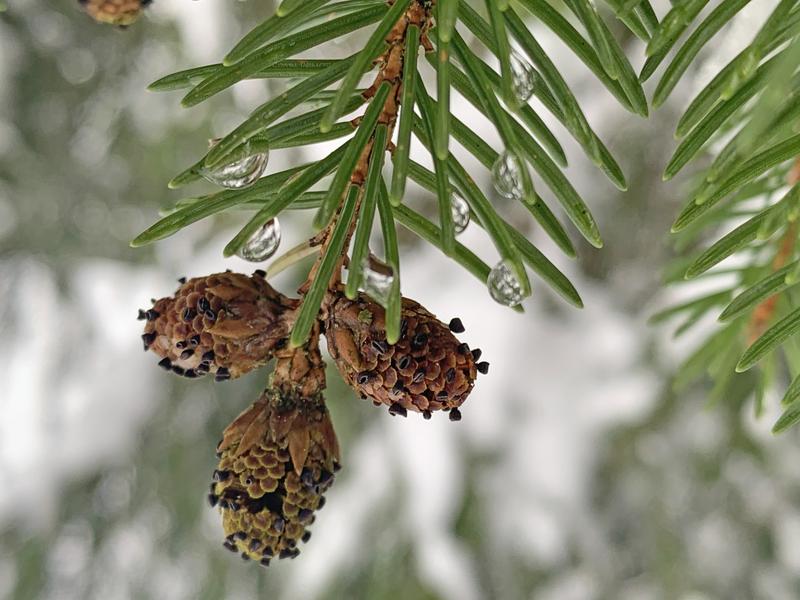 Microstrobilinia castrans (schwarze Becherchen) ist der einzige bekannte Pilz, der ausschliesslich männliche Fichtenblüten befällt und diese unfruchtbar macht.