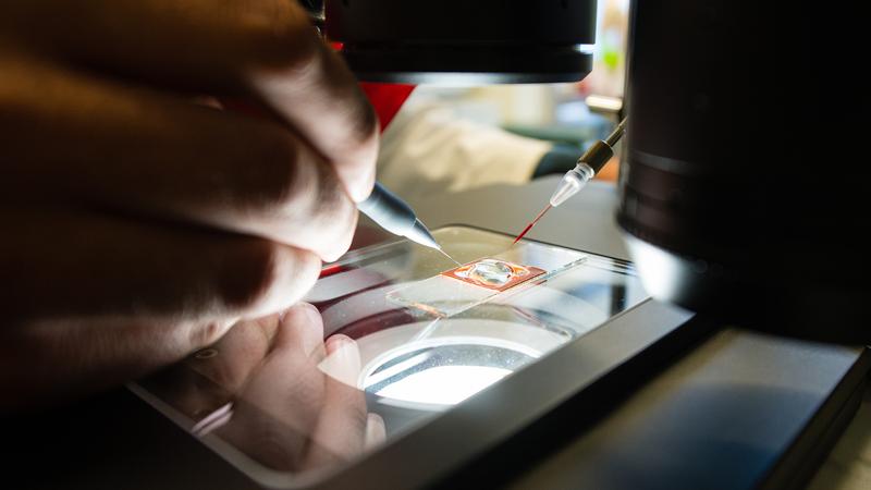 Researchers at HIPS work with zebrafish larvae to detect potential side effects of new drugs at an early stage.