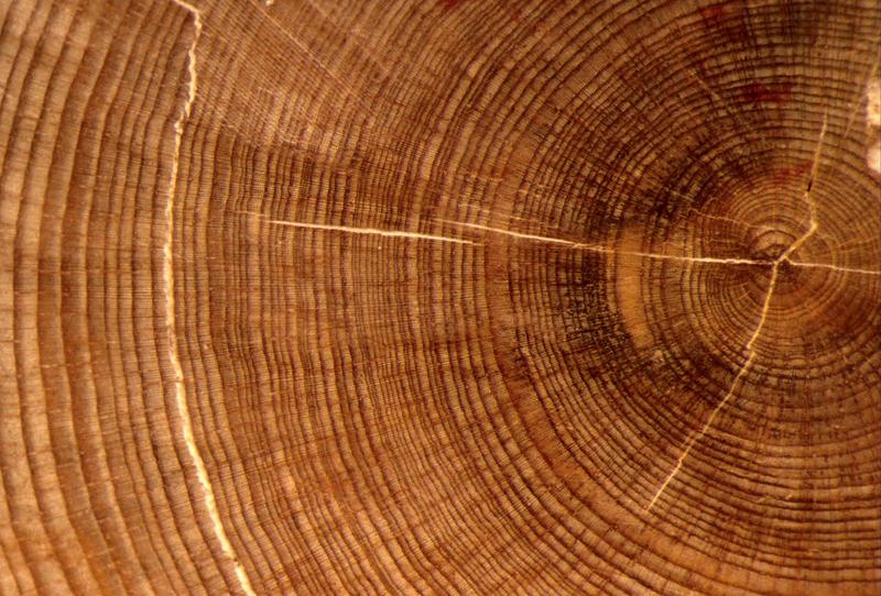 Baumringe ermöglichen präzise Datierung Jahrhunderte in die Vergangenheit: Die Isotopenverhältnisse von Kohlenstoff 13C zu 12C und Sauerstoff 18O zu 16O in der Zellulose des Baumstamms sind Indikatoren für Trockenheit bzw. Feuchtigkeit beim Baumwachstum.