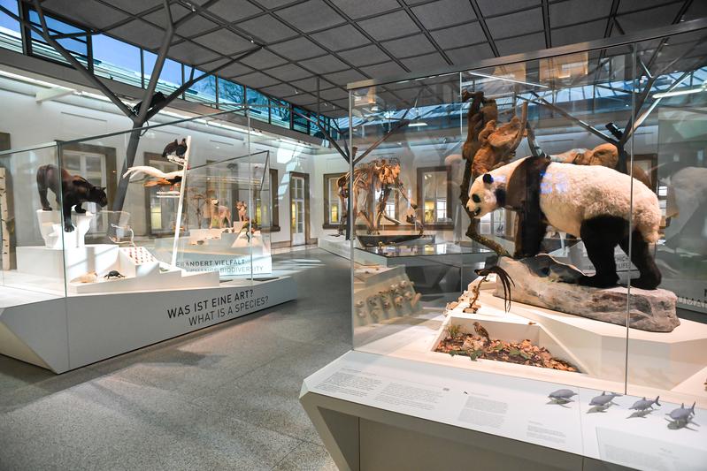 Neuer Evolutionssaal im Schloss Rosenstein, Naturkundemuseum Stuttgart