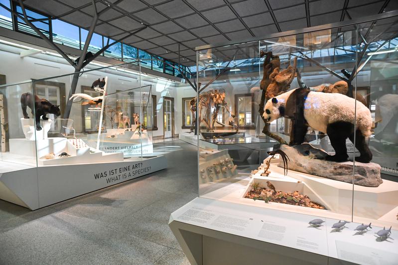 Neuer Evolutionssaal im Schloss Rosenstein, Naturkundemuseum Stuttgart