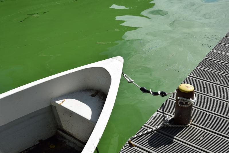 Massenentwicklungen von Cyanobakterien lassen das Wasser grün erscheinen.
