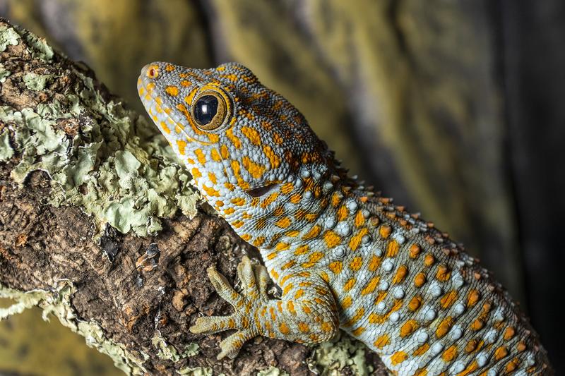 Objekte der Studie der Forschenden der Universität Bern waren Tokeh-Geckos (Gekko gecko).