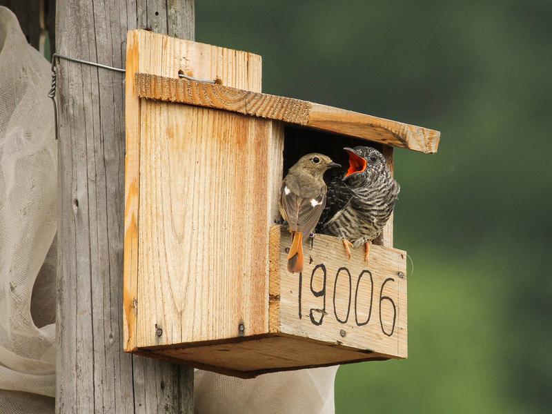 A female Daurian redstart is feeding a cuckoo chick.