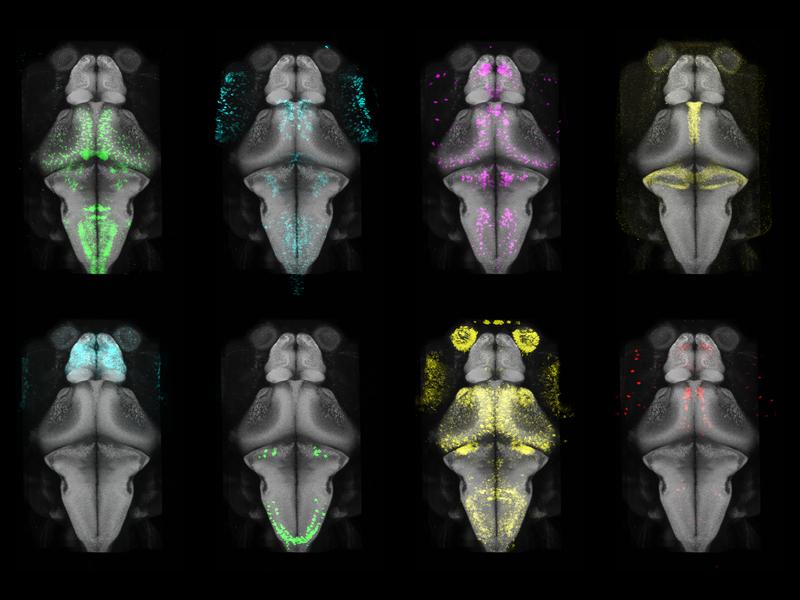 Diese Abbildung zeigt einige der Genexpressionskarten, die jetzt in den Max-Planck-Zebrafisch-Gehirn-Atlas (mapzebrain) aufgenommen wurden. Die Forscher kartierten die Genexpression einzelner Zellen im gesamten Zebrafischgehirn mit hoher Auflösung.