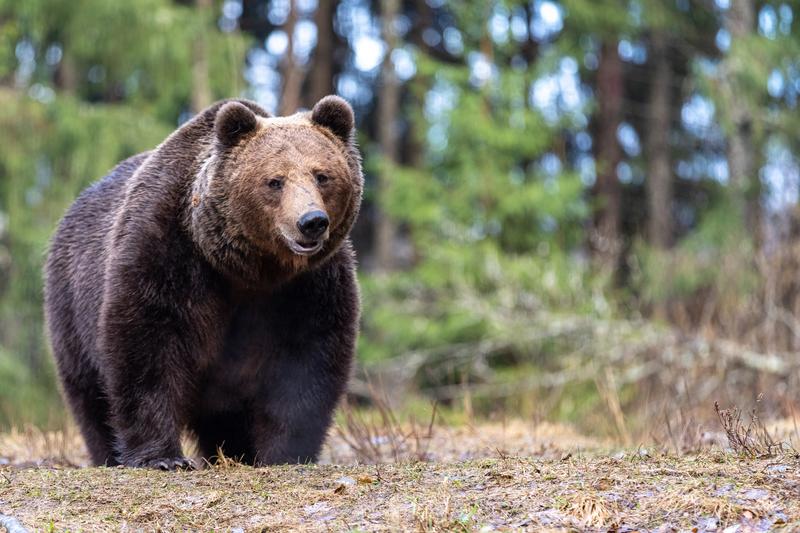 Der Eurasische Braunbär (Ursus arctos arctos) bildet laut genomischer Analysen trotz seines riesigen Verbreitungsgebietes, zu dem auch die Gebirgskette der Karpaten zählt, eine gemeinsame Unterart der Braunbären.