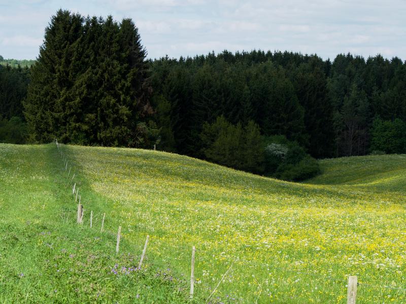 In den untersuchten Gebieten ergaben schon geringe Anpassungen beim Verhältnis von Wald- und Wiesenflächen das für alle Beteiligten bestmögliche Landschaftsszenario – größere Veränderungen dagegen würden sich nachteilig auswirken. 