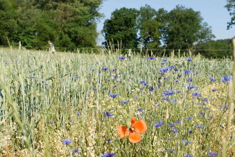 Was können wir tun, um die Biodiversität in der Landwirtschaft wieder zu fördern? Dieser Frage widmet sich die eue Podcastfolge von querFELDein.