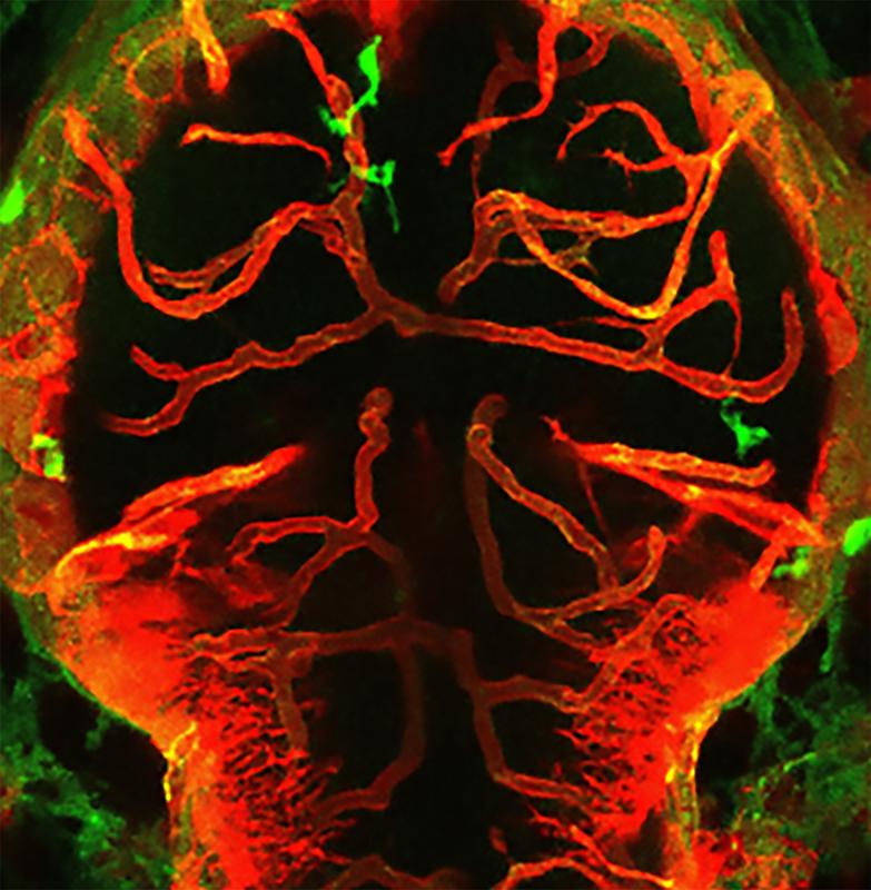 Interaktionen zwischen Makrophagen/Mikroglia und Hirngefäßen führen zu Gefäßrückbildung und Zelltod im Gehirn. Das Bild zeigt das Gehirn eines Zebrafisches mit Makrophagen/Mikroglia in grün und Blutgefäßen in rot. 