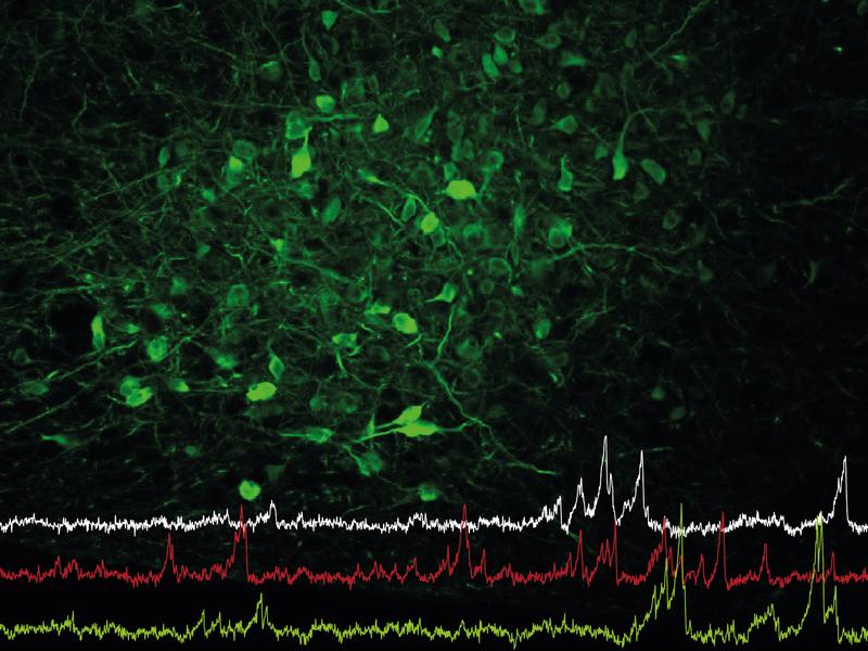 Nervenzellen im Hypothalamus (grün gefärbt) steuern nicht nur das Fressverhalten, sondern auch die soziale Interaktion. Die Linien zeigen die Aktivität einzelner Nervenzellen in dieser Hirnregion. 