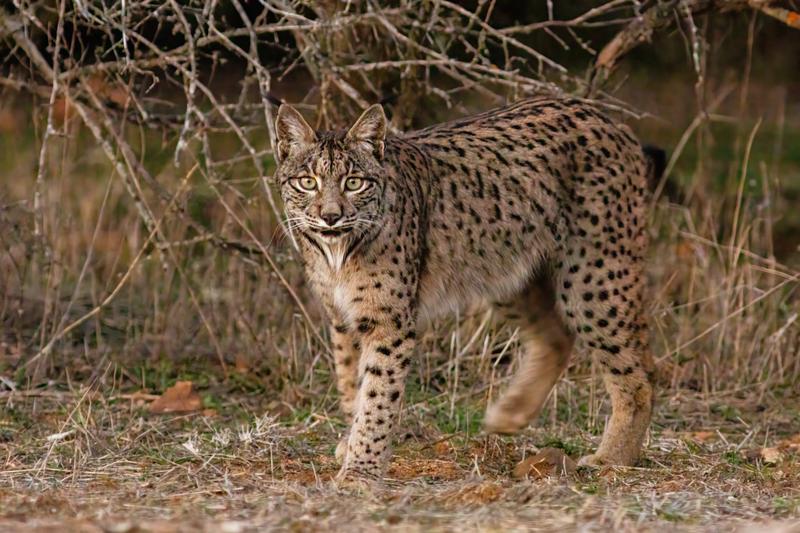 The extinction of the Iberian lynx (Lynx pardinus) was prevented thanks to conservation measures that included genetic information – this is one of the examples of successful cooperation in species conservation given by the authors of the article.