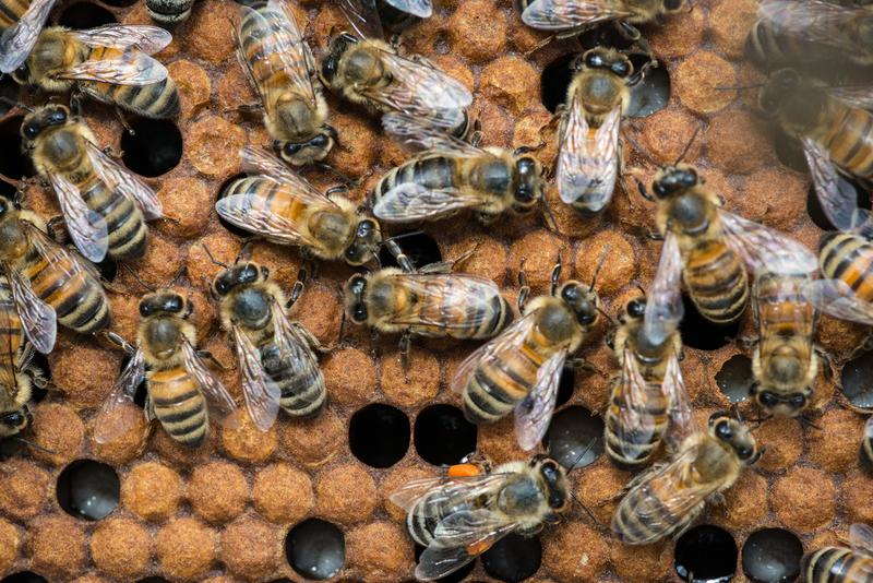 Mit der ‚Sensor-Biene‘ kann untersucht werden, wie Bienen neuronal Umweltreize verarbeiten und wie ihr Sozialverhalten im Gehirn repräsentiert ist.