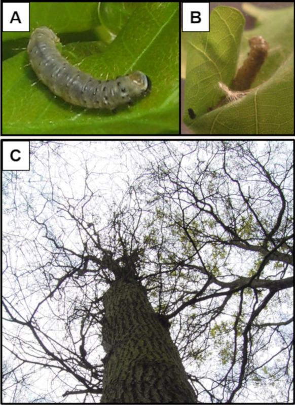 (A-B) Eichenwickler-Raupen auf Eichenblättern. In Ausbruchsjahren verursachen die Raupen starken Blattverlust (C), allerdings können tolerante Eichen (rechts im Hintergrund) den Schaden durch das Insekt verringern. 