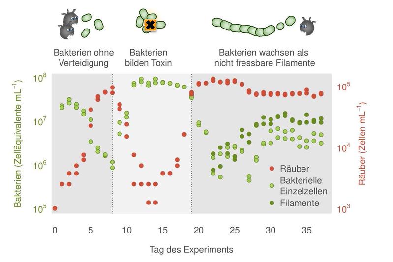 Die drei Phasen der außergewöhnlichen Dynamik: (1) Fraß der ungeschützten Bakterien durch Räuber, (2) Toxinbildung als kooperative Verteidigung und (3) Filamentbildung als individuelle Verteidigung durch Evolution.