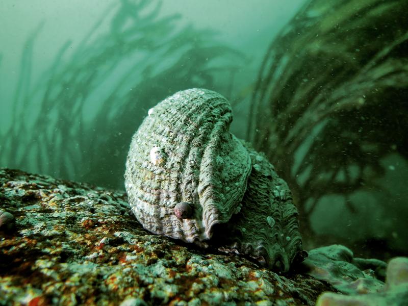 The Chilean Abalone (Concholepas concholepas) is traded as a delicacy – its genomic information, however, is of interest for pharmaceutical research.