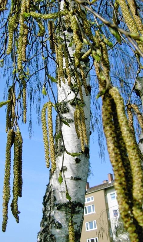 Mit der Birke und ihren Pollen wird im Projekt eine höchst allergene Art im Mittelpunkt stehen. 