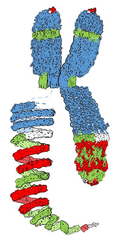 Spiralförmige Struktur kondensierter Chromosomen