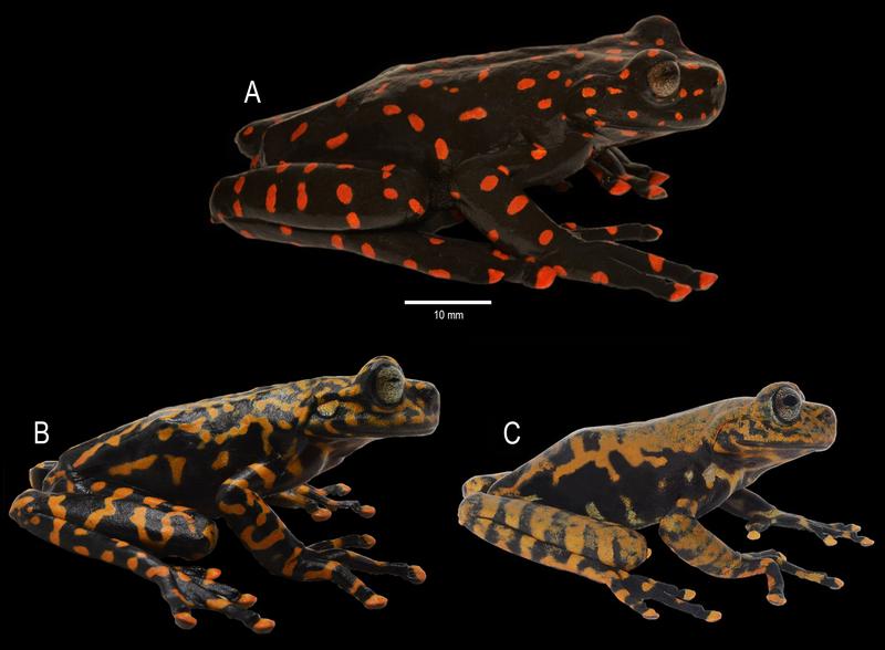 Die Laubfroschart Hyloscirtus sethmacfarlanei, bei der das Weibchen einen schwarzen Körper mit großen leuchtend hellroten Flecken auf der Rücken- und Bauchseite, den Extremitäten und Zehenenden aufweist.