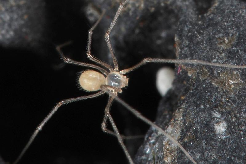 Zitterspinne Metagonia zatoichi ist eine völlig augenlose und nur wenige Millimeter kleine Art aus einer Höhle auf Santa Cruz, Galapagos.