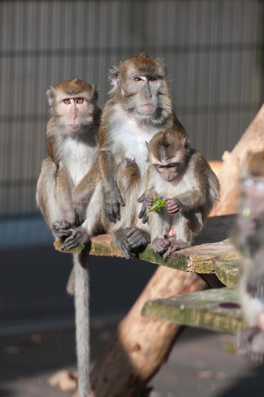 Long-tailed macaques (Macaca fascicularis) in the animal husbandry facility at the German Primate Centre in Göttingen.