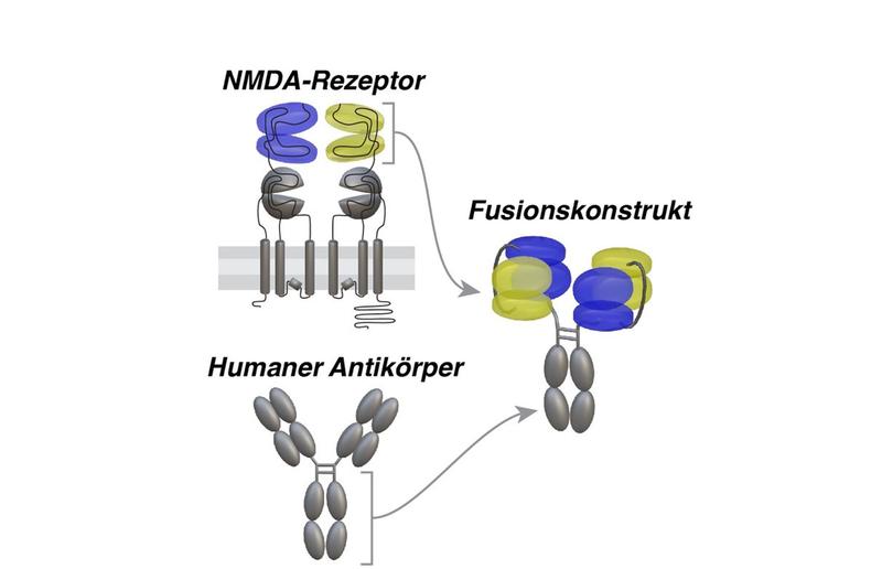 Struktur des Wirkstoffmoleküls gegen Autoimmune Enzephalitis: In blau und gelb sind Domänen des NMDA-Rezeptors hervorgehoben