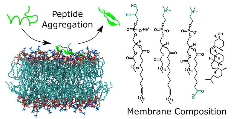 Oxidised model membranes have different effects on peptide fibril formation, driven by membrane surface attraction, peptide charge and peptide structural properties. 