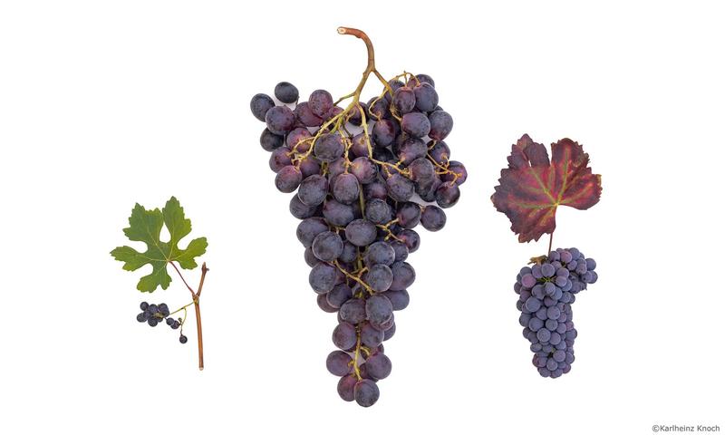 Weinreben (v. li. Trauben der Wildrebe, Tafeltrauben und Weintrauben) begleiten die Zivilisation seit Tausenden Jahren. Ein Genomprojekt klärte Ursprung und Weg des Weins auf. (Foto: Karlheinz Knoch, KIT)