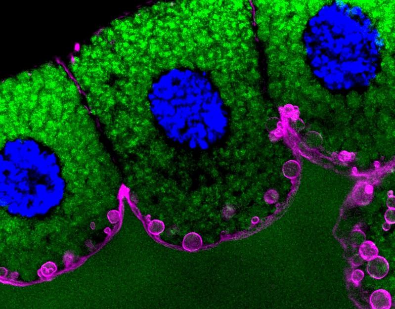 Das mikroskopische Bild einer Speicheldrüse zeigt in grün drei sekretorische Zellen mit ihren blau gefärbten Zellkernen. Die violette Färbung kennzeichnet das Protein EFhD2/Swip-1 von sekretorischen Vesikeln.