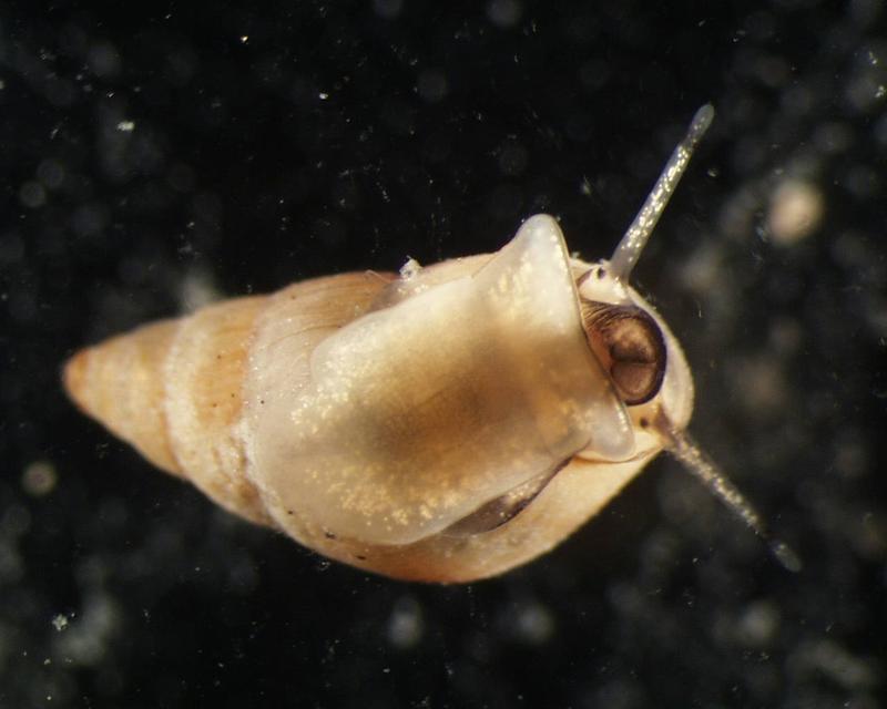 Die Gemeine Wattschnecke (Peringia ulvae) zählt mit einer Häufigkeitsabnahme von über 80 Prozent zu den Verlierern im Wattenmeer. 