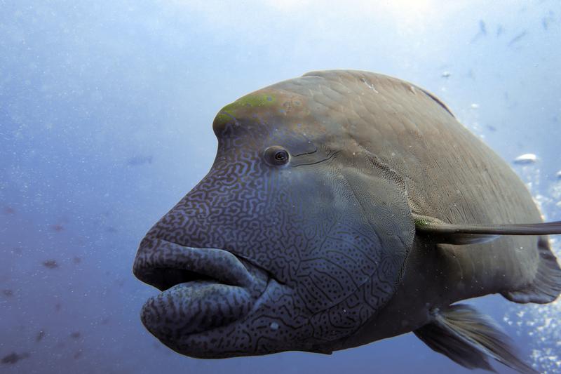 Der Napoleon Lippfisch (Cheilinus undulatus), hier vor Palau, kann bis zu zwei Meter groß werden. Er gilt als bedrohte Art. 