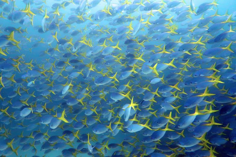 Hunderte von Füsilieren (Caesio) bilden hier einen Schwarm vor Raja Ampat, Indonesien. 