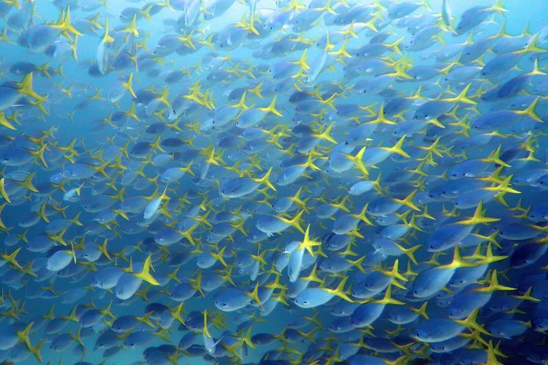 Hundreds of fusiliers (Caesio) form a school here off Raja Ampat, Indonesia. 