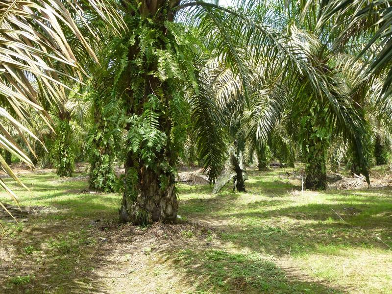 Die Auswirkungen der Entfernung von Pflanzenstreu wurden in Ölpalmenplantagen nicht beobachtet, da dort ohnehin nur sehr wenig Streu vorhanden ist.