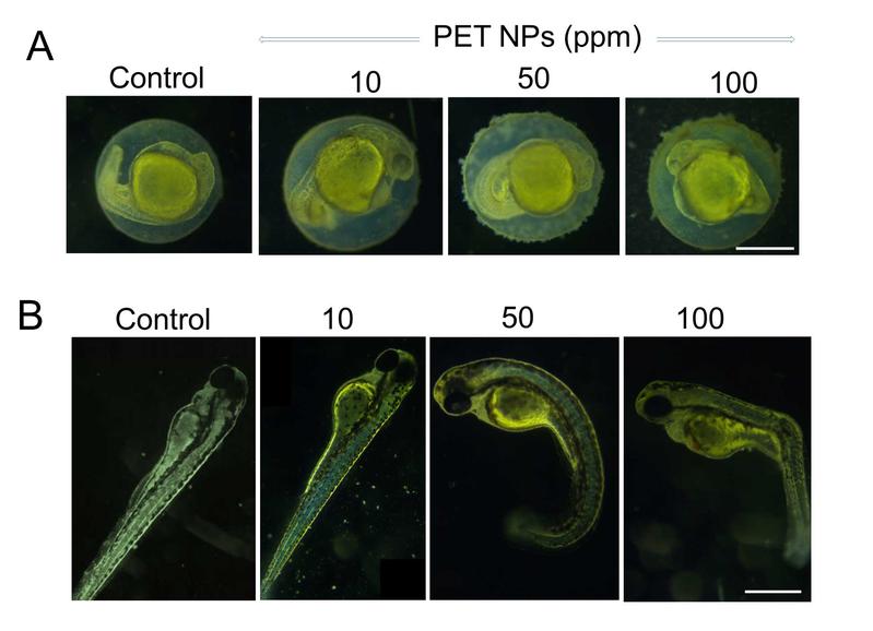 Repräsentative Bilder, die die Wirkung von PET-Nanopartikeln auf frühe Stadien der Zebrafisch-Embryo-Entwicklung zeigen.