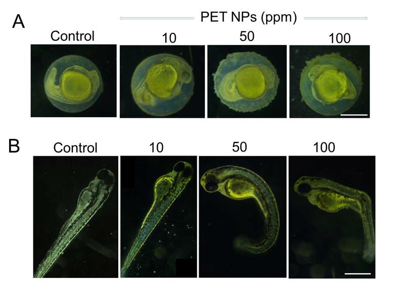 Representative research images showing the effect of PET nanoparticles on early stages of zebrafish embryo development.