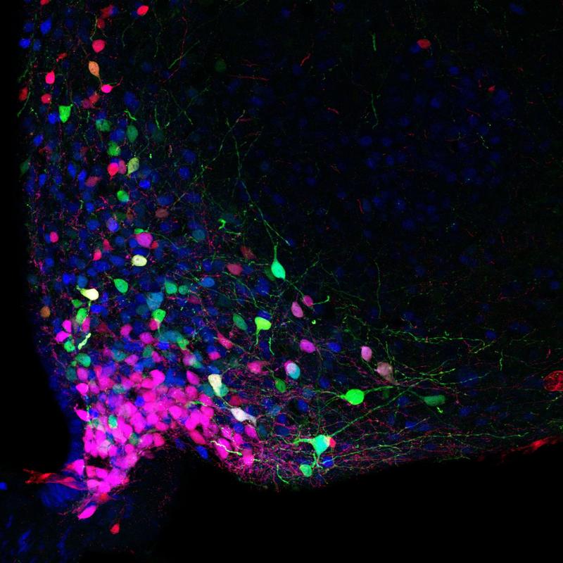 Cited1 (blue), Pomc (green) and Leptin Receptor (red) immunoreactivity in the arcuate hypothalamus.