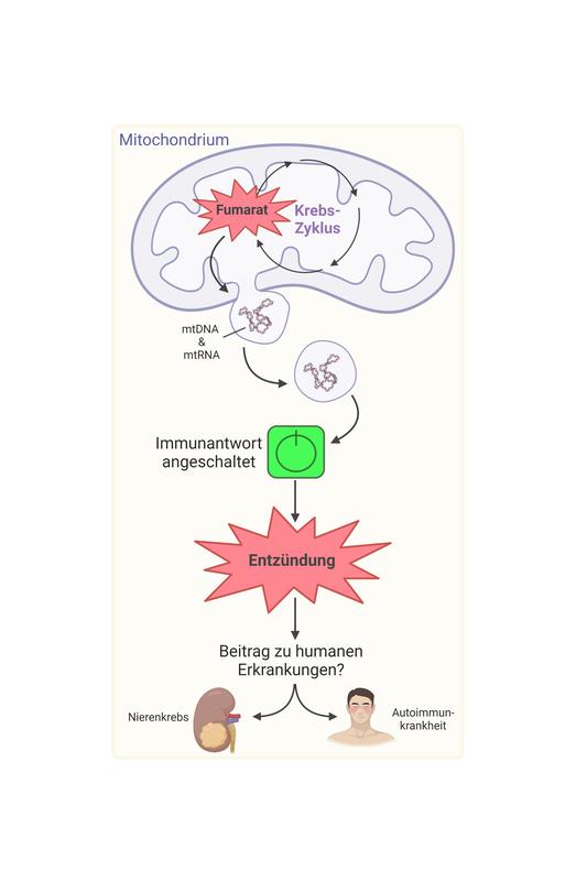 Die Ansammlung des Oncometabolits Fumarat in Mitochondrien führt zur Absonderung von genetischem Material (mtDNA und mtRNA) in Bläschen. Dies führt zur Aktivierung des Immunsystems und einer Entzündung, die humaner Erkrankungen zu Grunde liegen kann. 