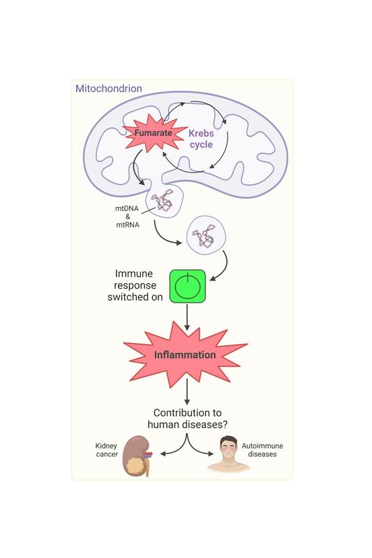 The accumulation of the oncometabolite fumarate in mitochondria leads to the secretion of genetic material (mtDNA and mtRNA) in vesicles. This leads to activation of the immune system and inflammation, which can cause human diseases.